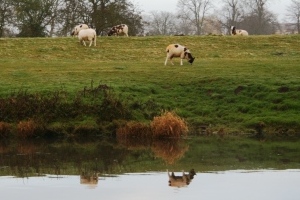 Skewbold sheep on river bank